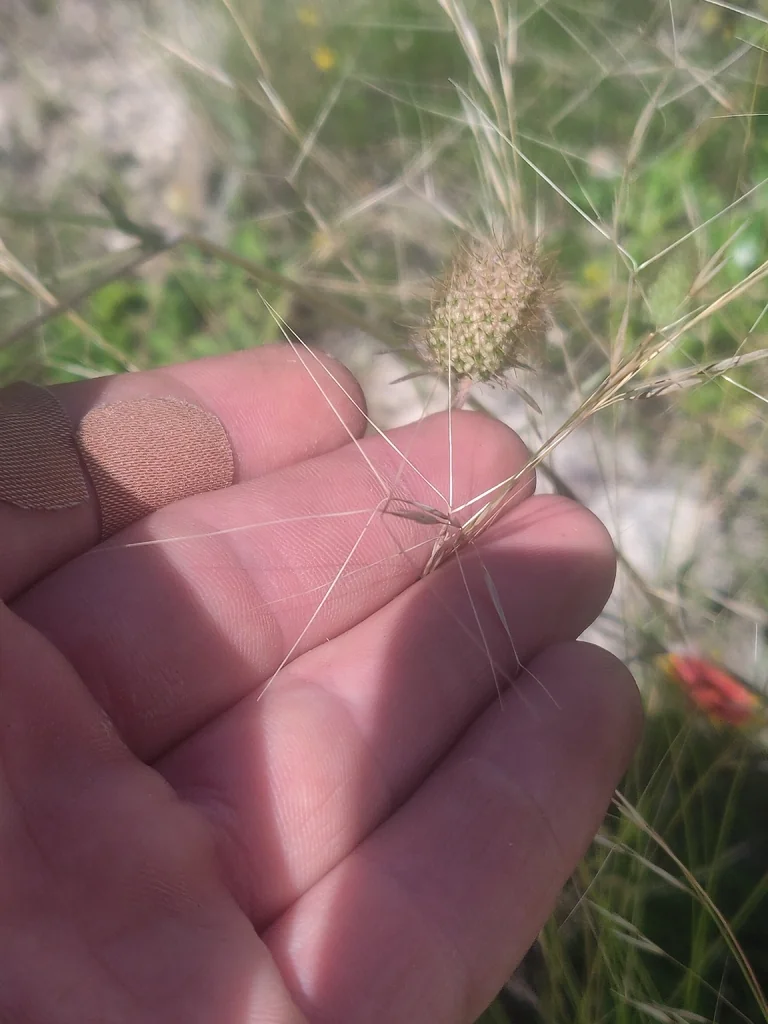 Aristida Purpurea