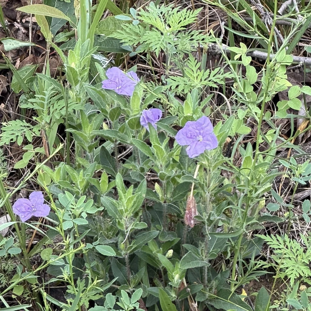 Ruellia Humilis