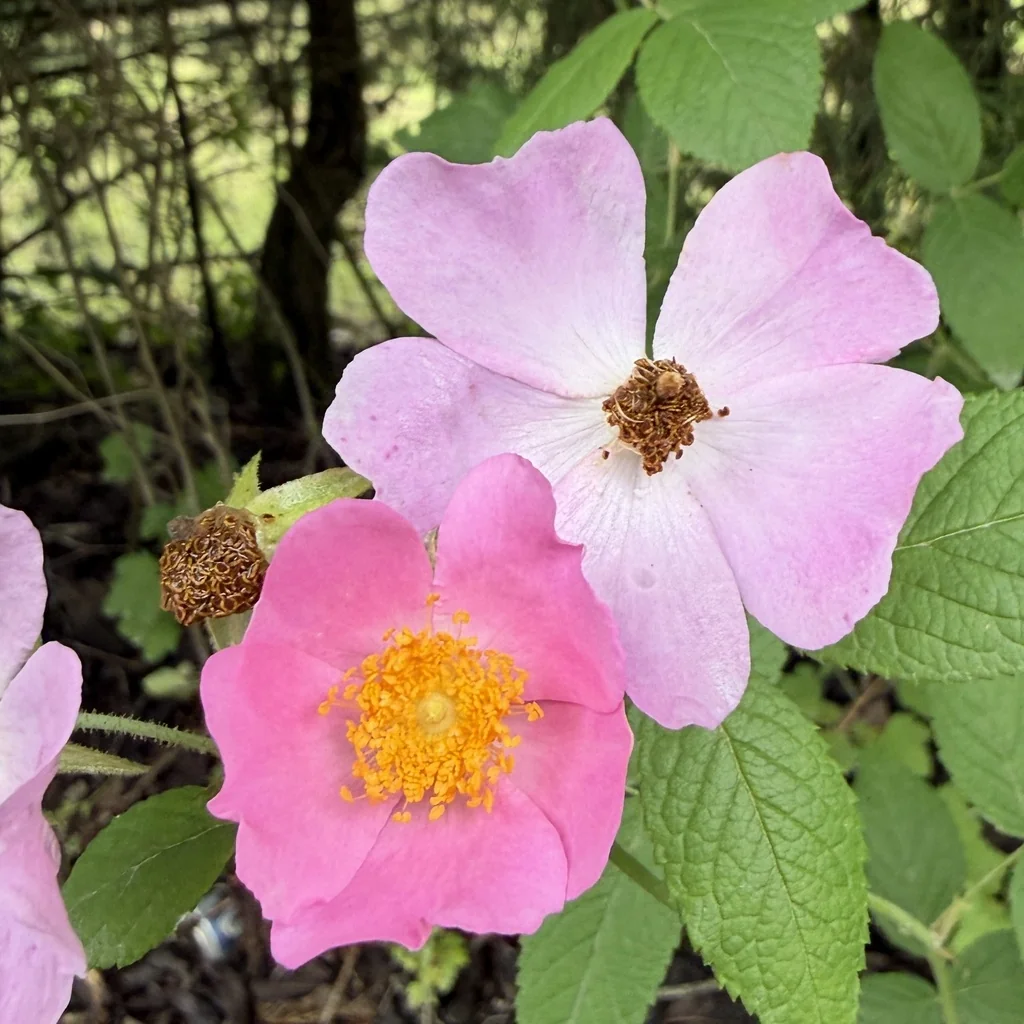 Rosa Setigera