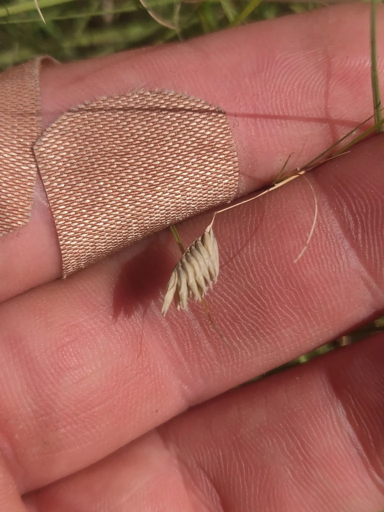 Buchloe Dactyloides