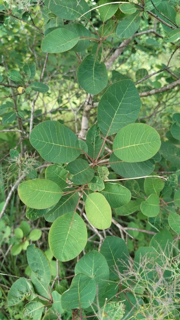 Cotinus coggygria