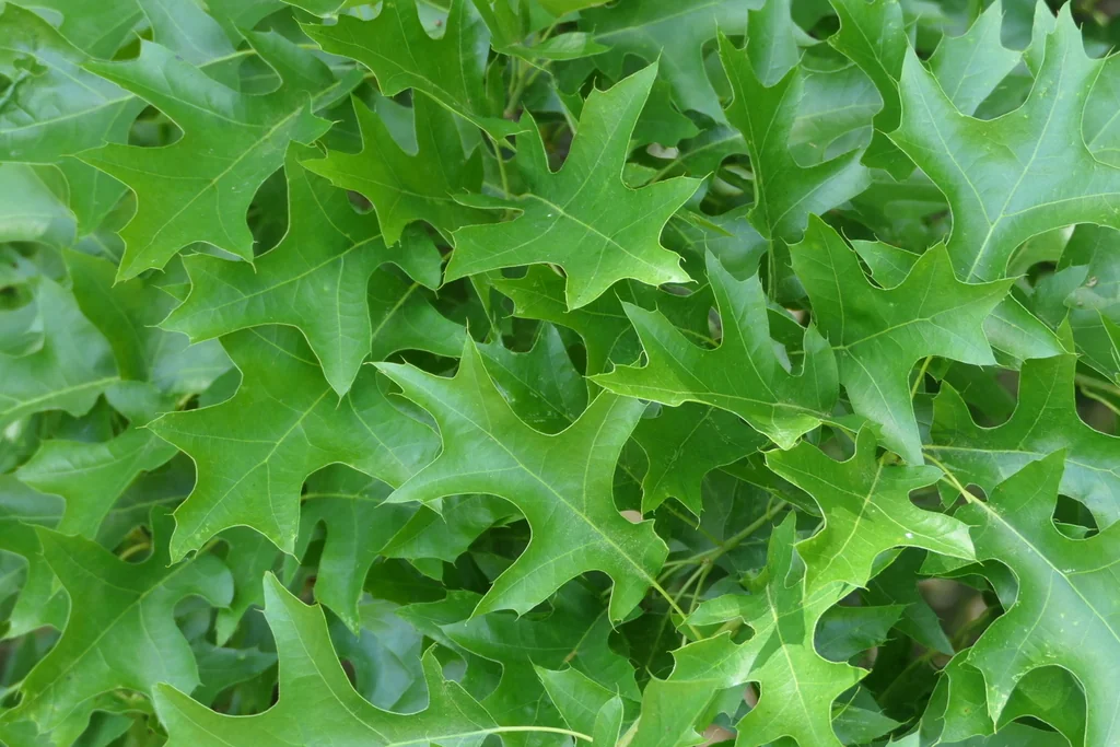 Quercus Palustris
