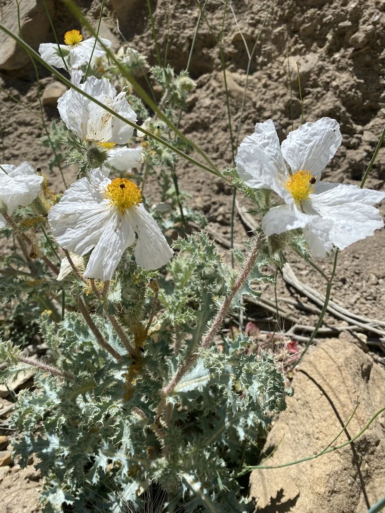 Argemone Munita