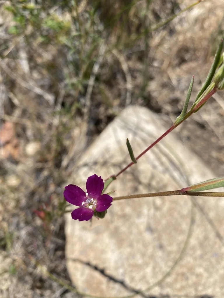 Clarkia Purpurea