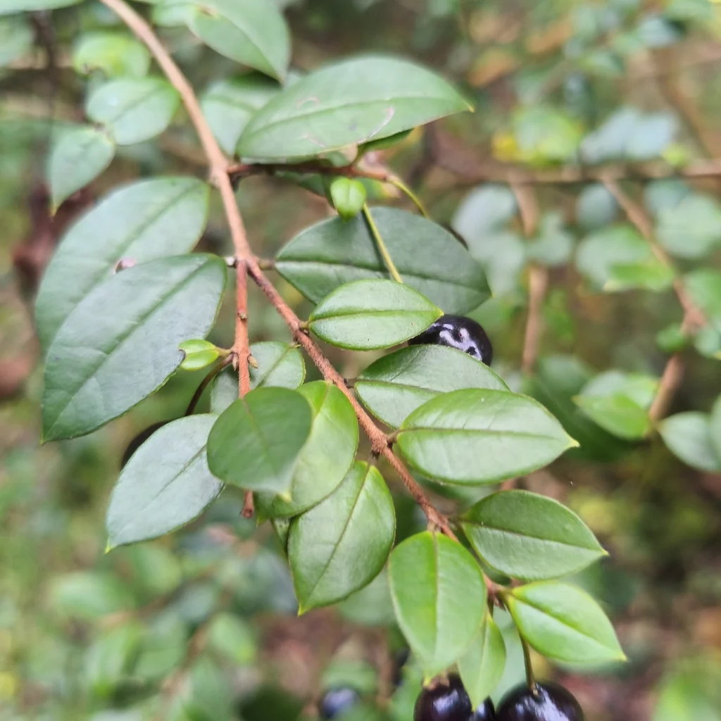 Luma Apiculata