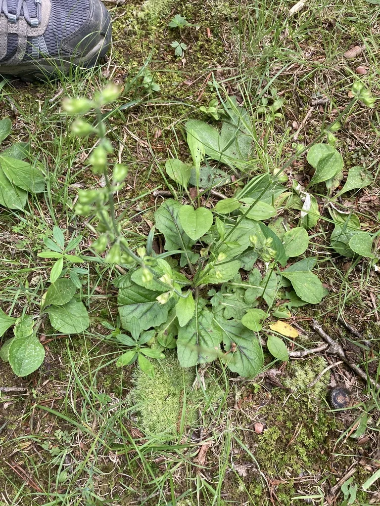 Salvia Lyrata