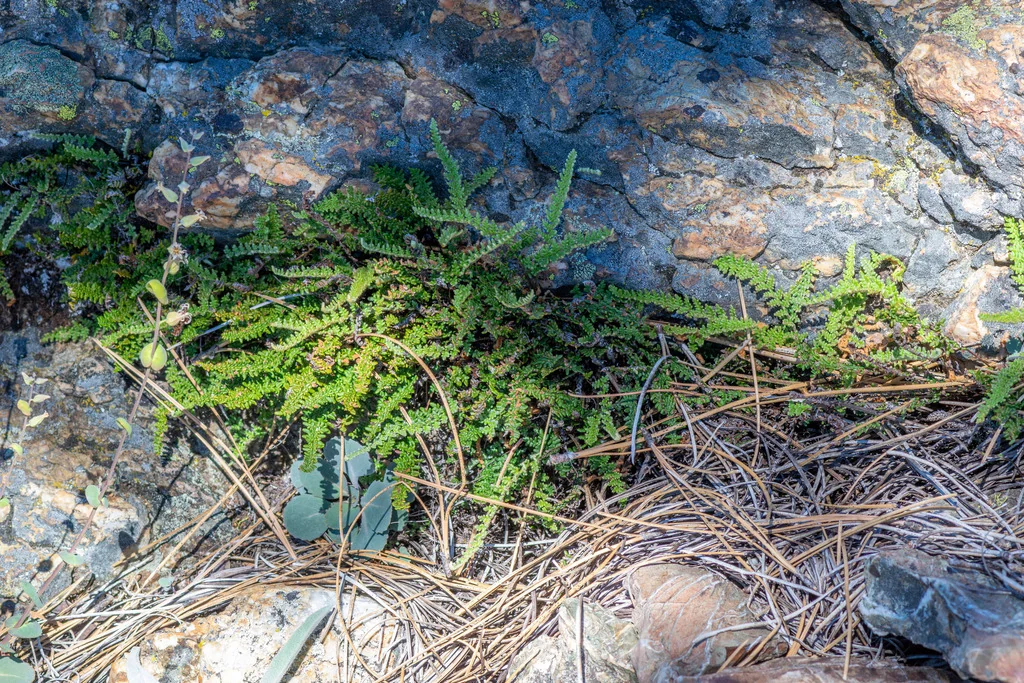 Myriopteris Covillei