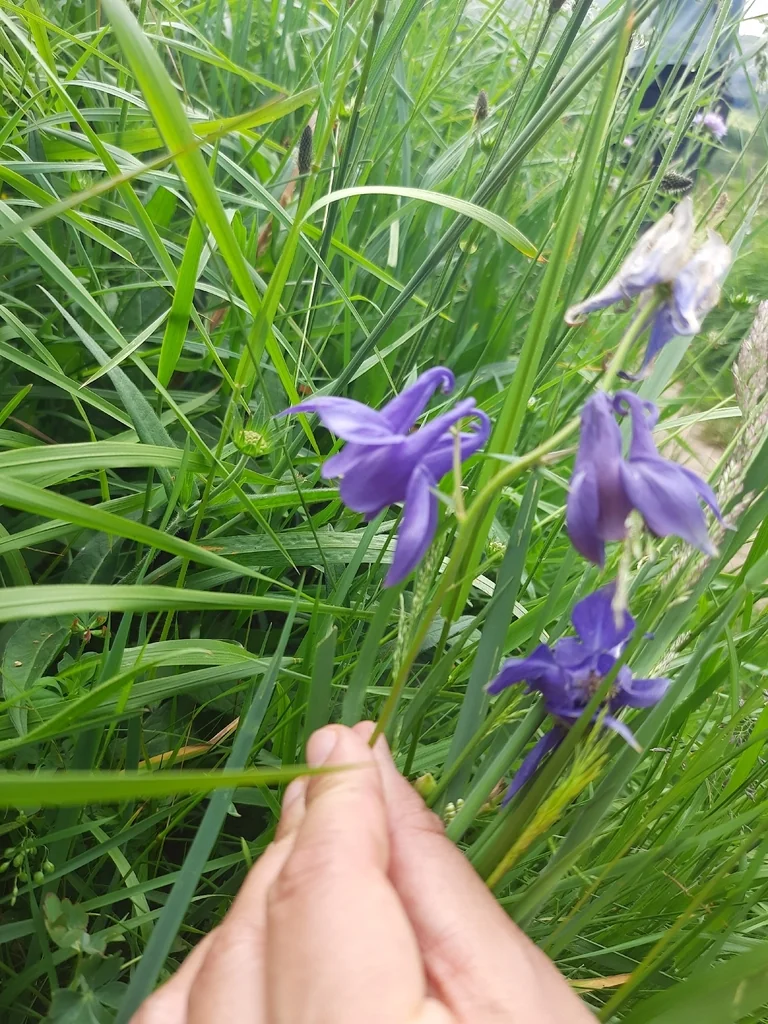 Aquilegia Vulgaris