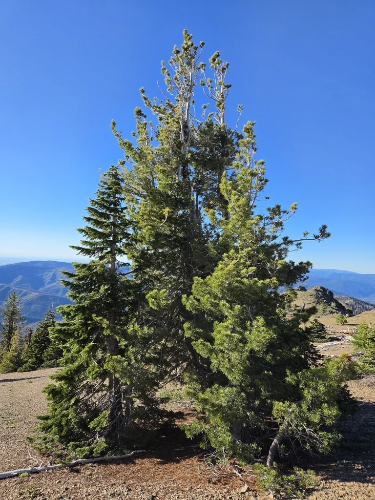 Pinus Monticola