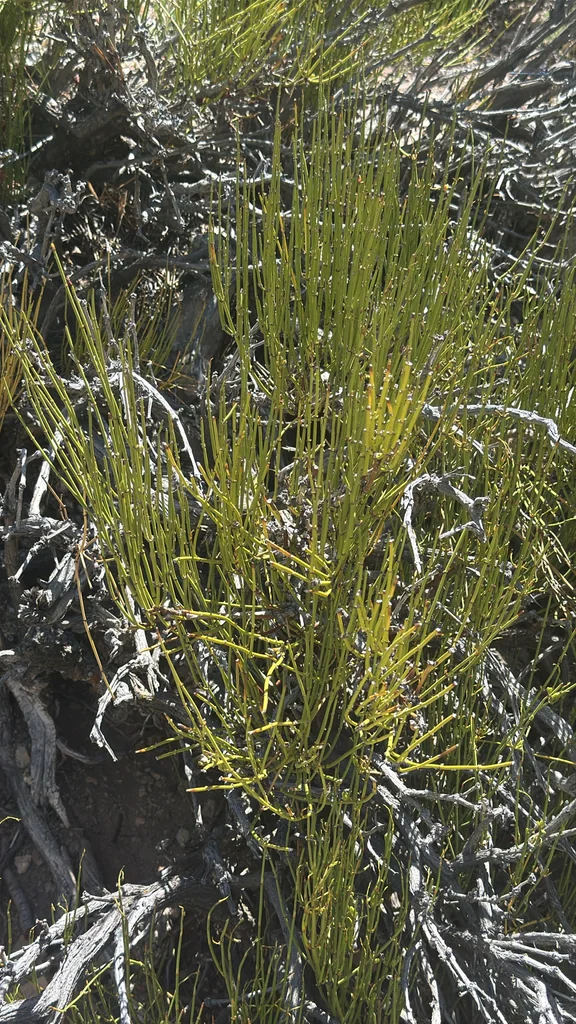 Ephedra Viridis