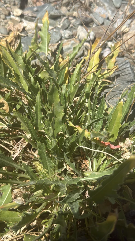Oenothera Caespitosa