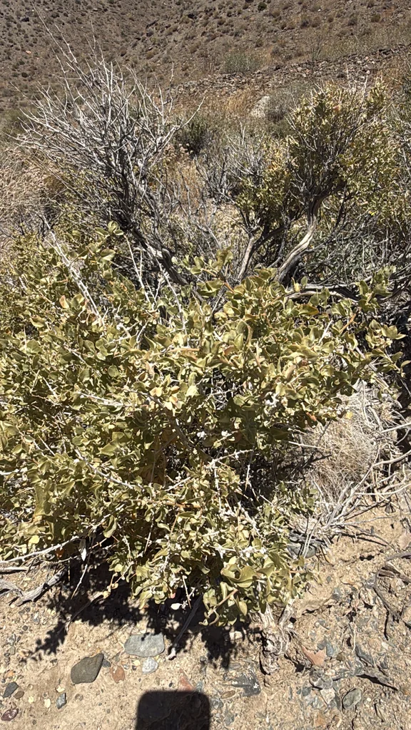 Atriplex Confertifolia