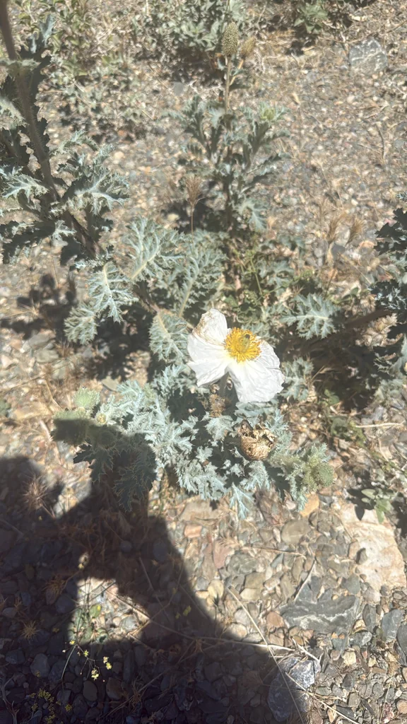 Argemone Munita