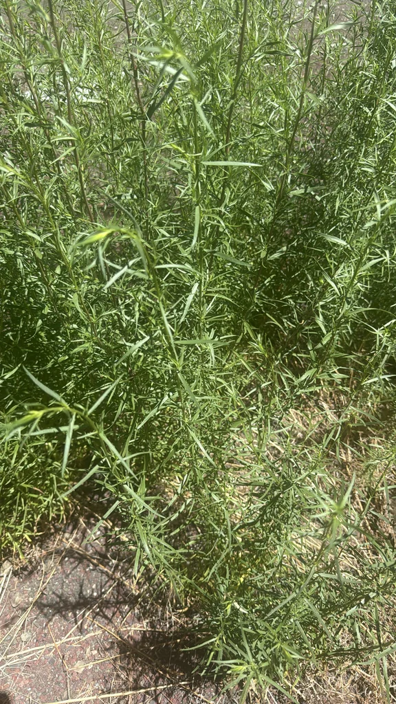 Artemisia Dracunculus
