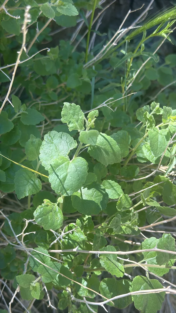 Brickellia Californica