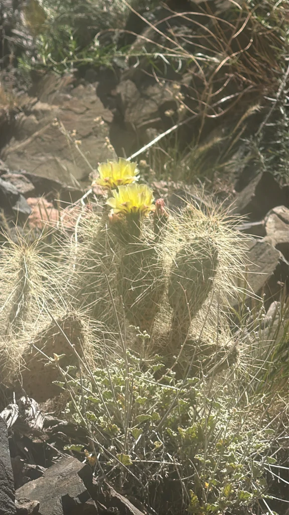 Opuntia Erinacea