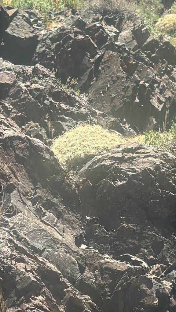 Echinocereus Triglochidiatus