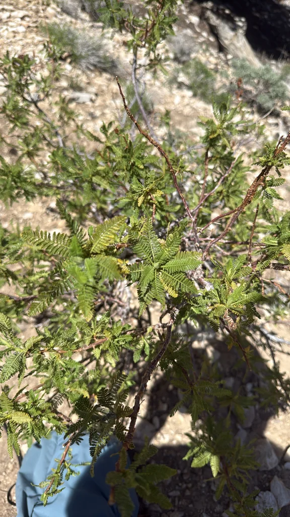 Chamaebatiaria Millefolium