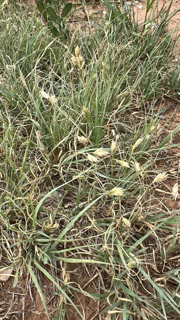 Buchloe Dactyloides