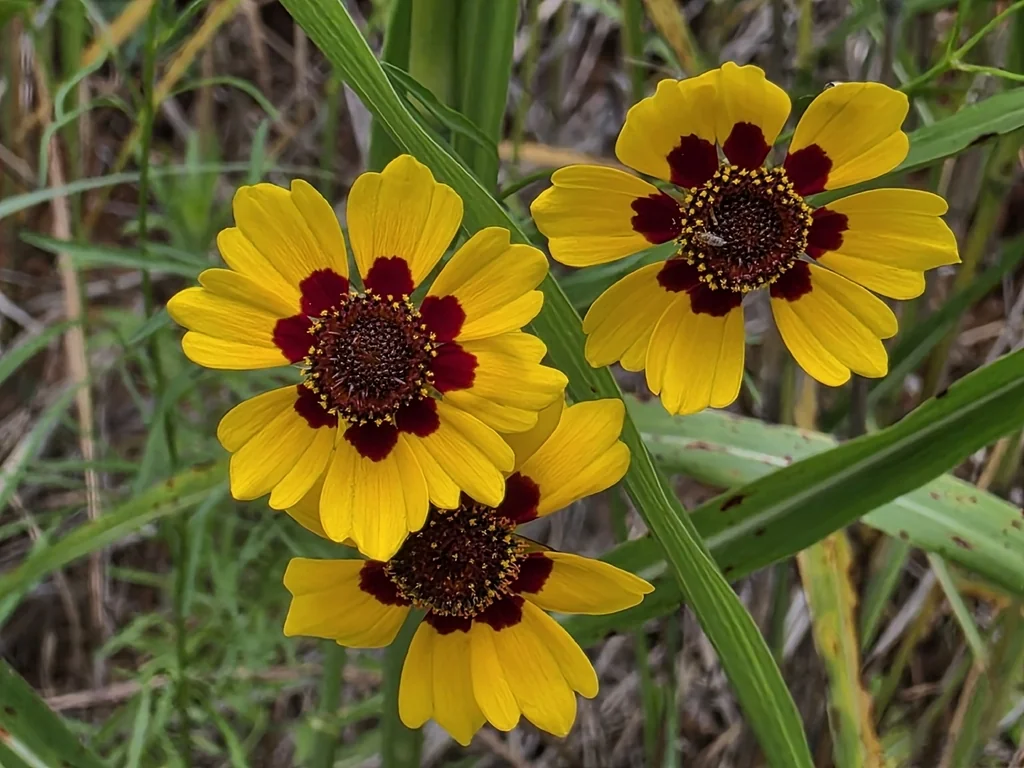 Coreopsis Tinctoria