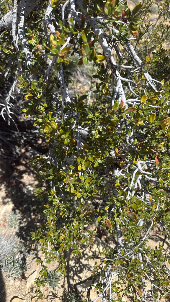 Cercocarpus Ledifolius