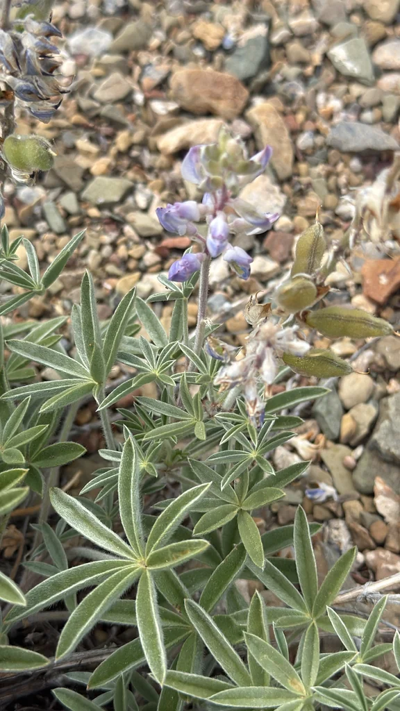 Lupinus Argenteus