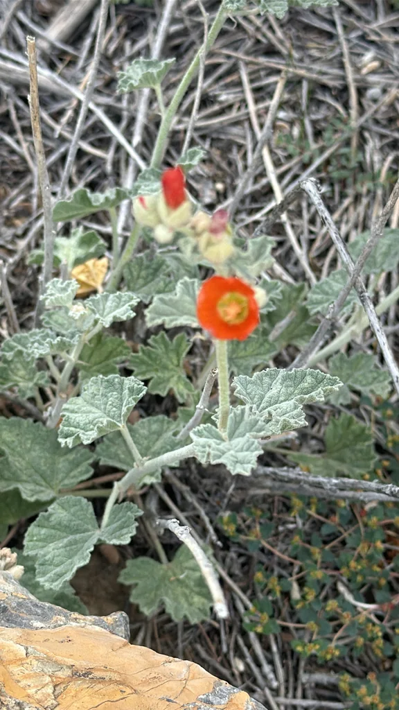 Sphaeralcea Ambigua