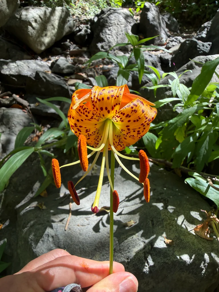 Lilium Pardalinum