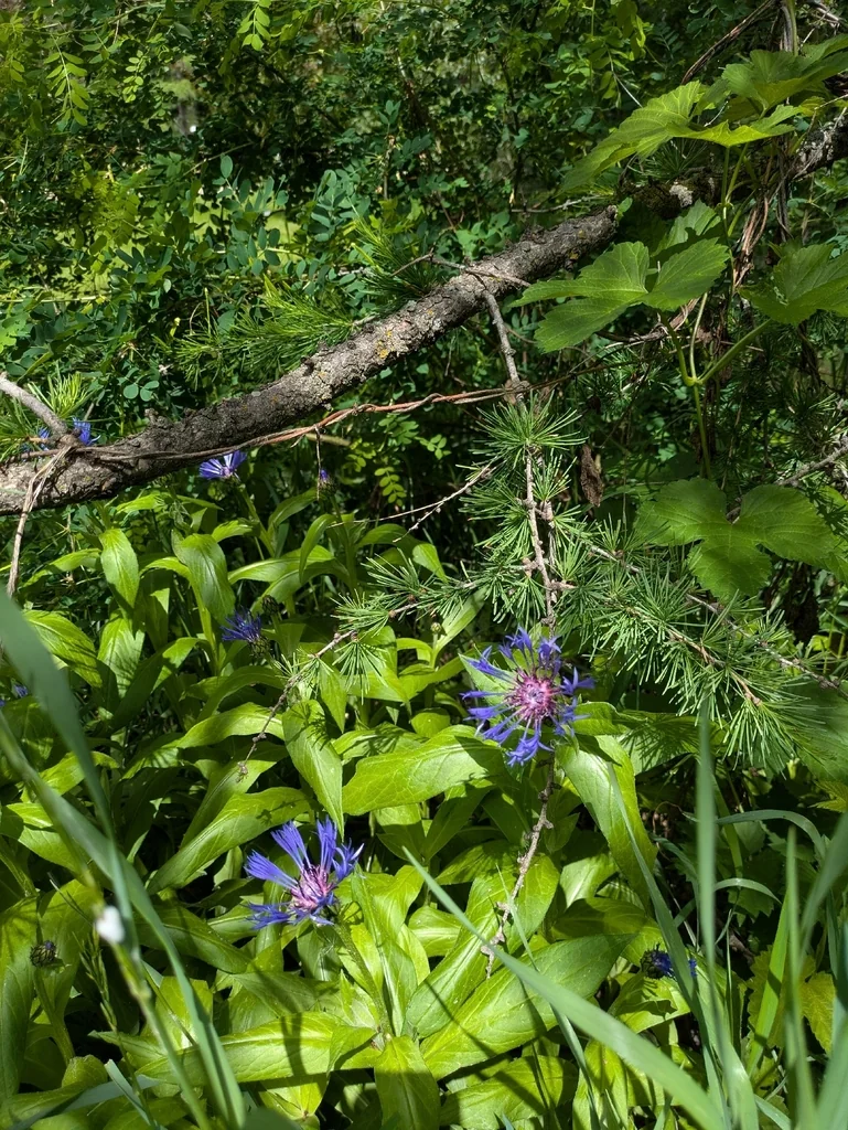 Centaurea Montana