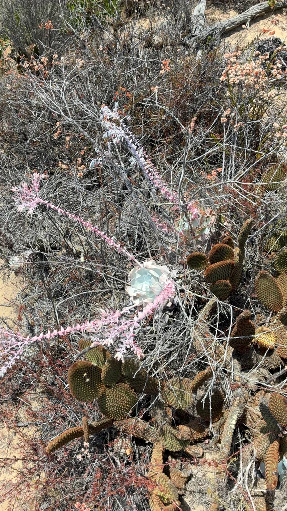 Dudleya Pulverulenta