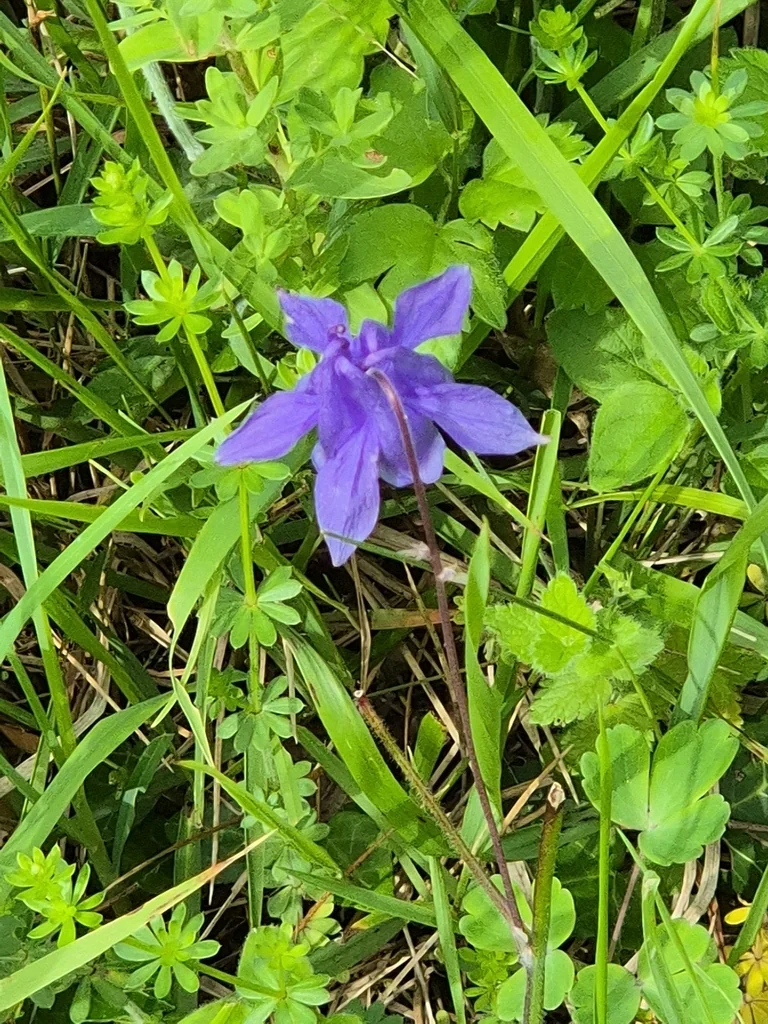 Aquilegia Vulgaris