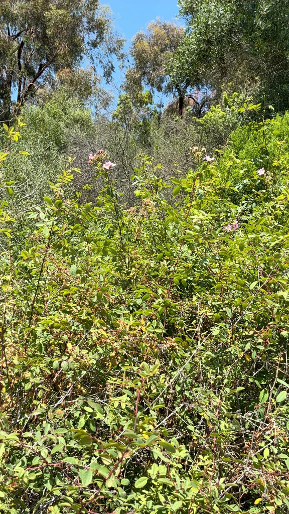 Rosa Californica