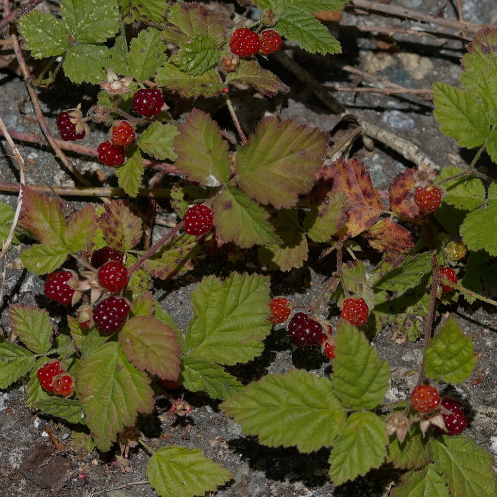 Rubus Ursinus