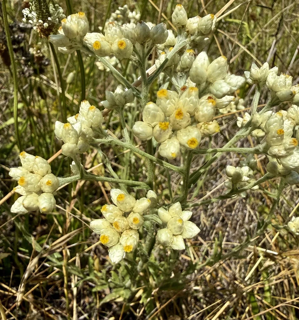 Pseudognaphalium Californicum
