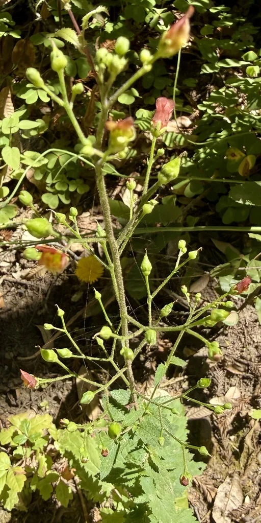Scrophularia Californica