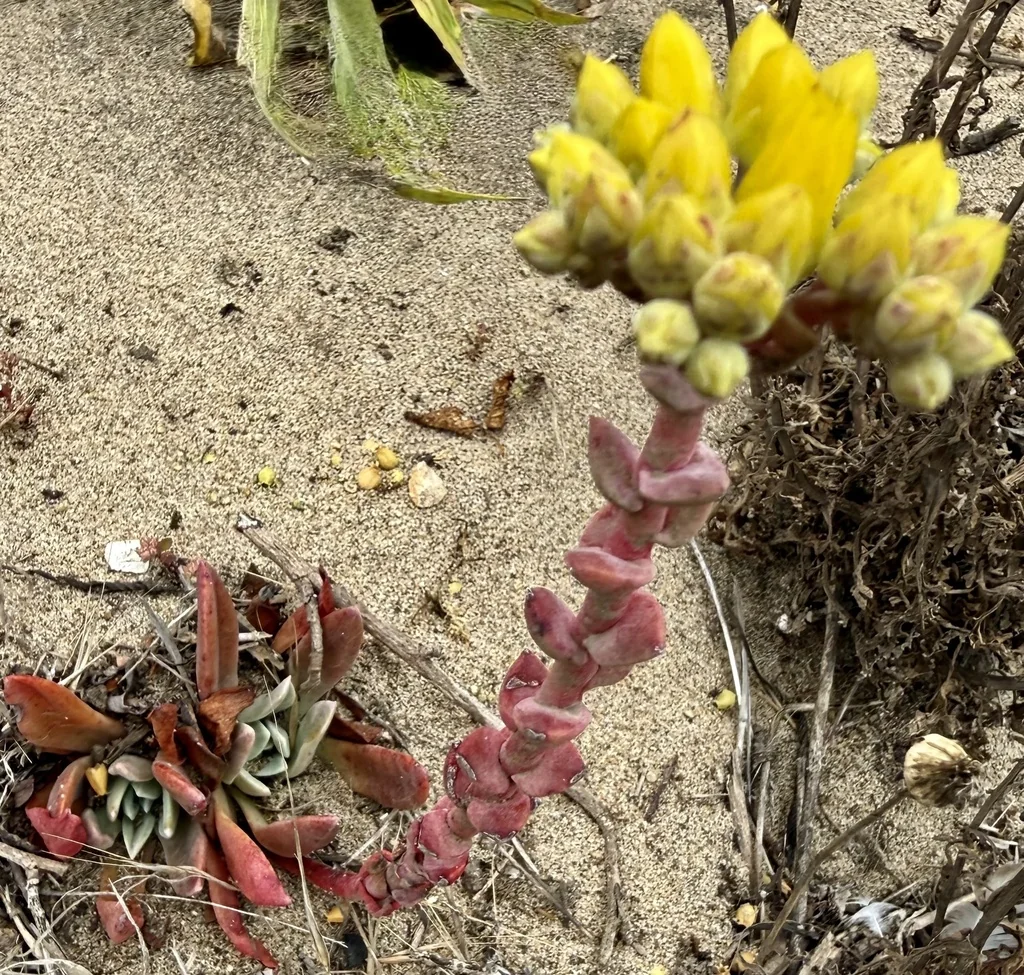 Dudleya Caespitosa