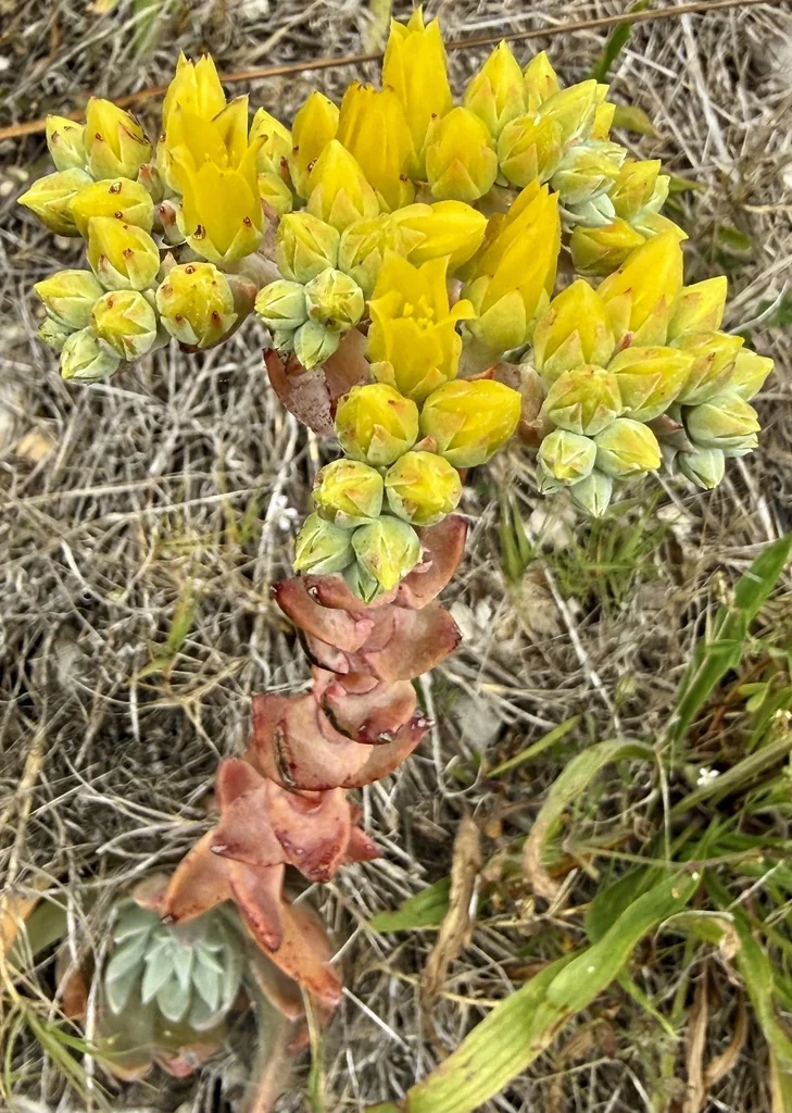 Dudleya Caespitosa