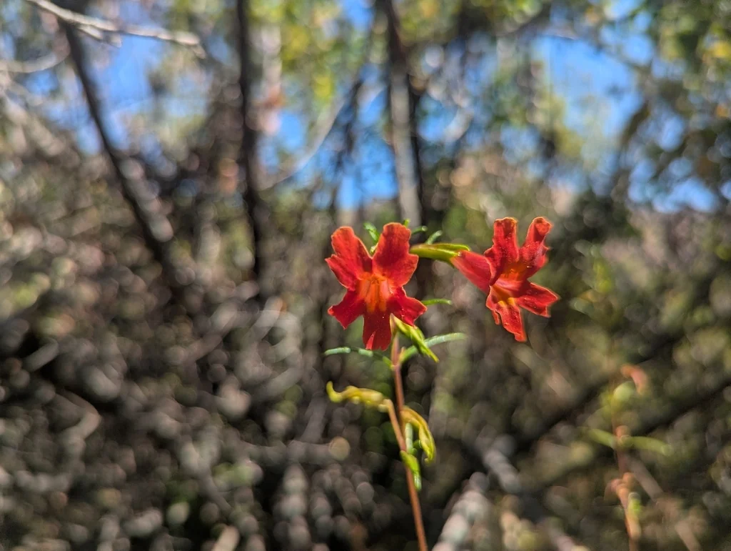 Mimulus Puniceus