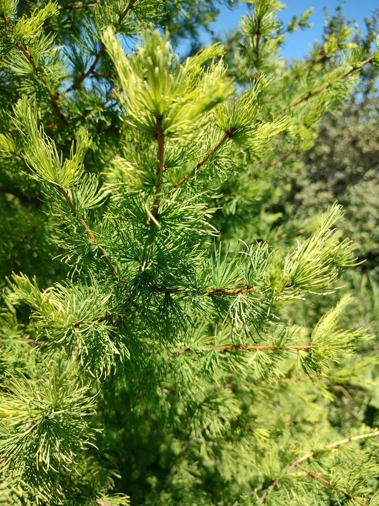 Larix Occidentalis
