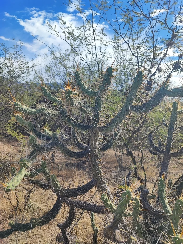Opuntia Subulata