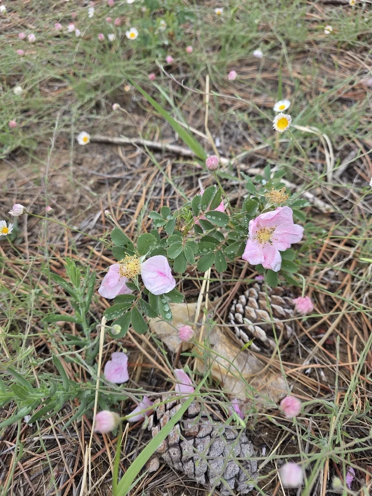Rosa Woodsii