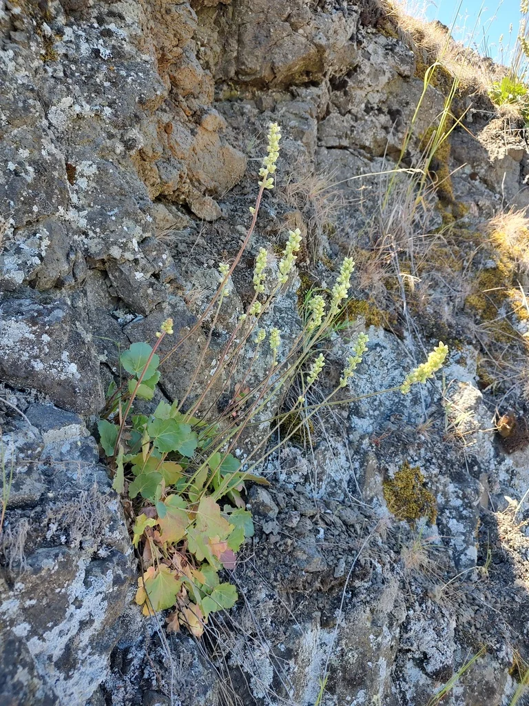 Heuchera Cylindrica