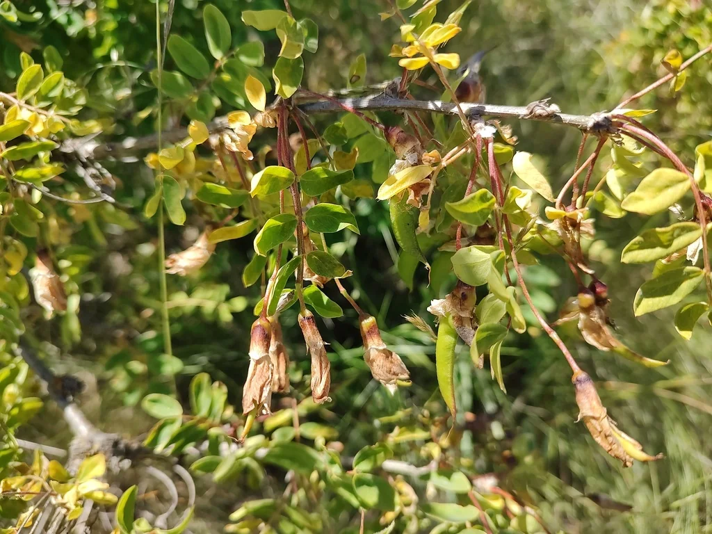 Caragana Arborescens