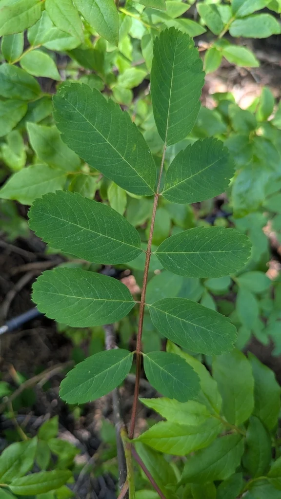 Sorbus Sitchensis