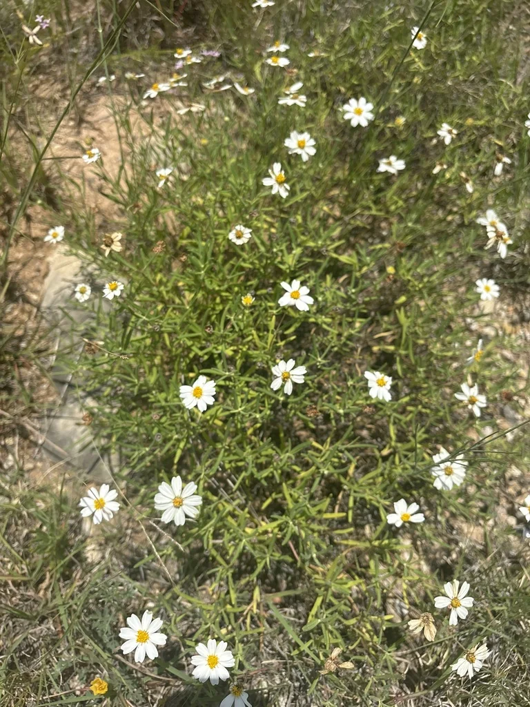 Melampodium Leucanthum