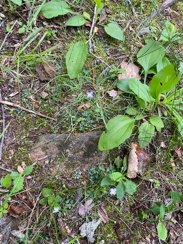Houstonia Caerulea