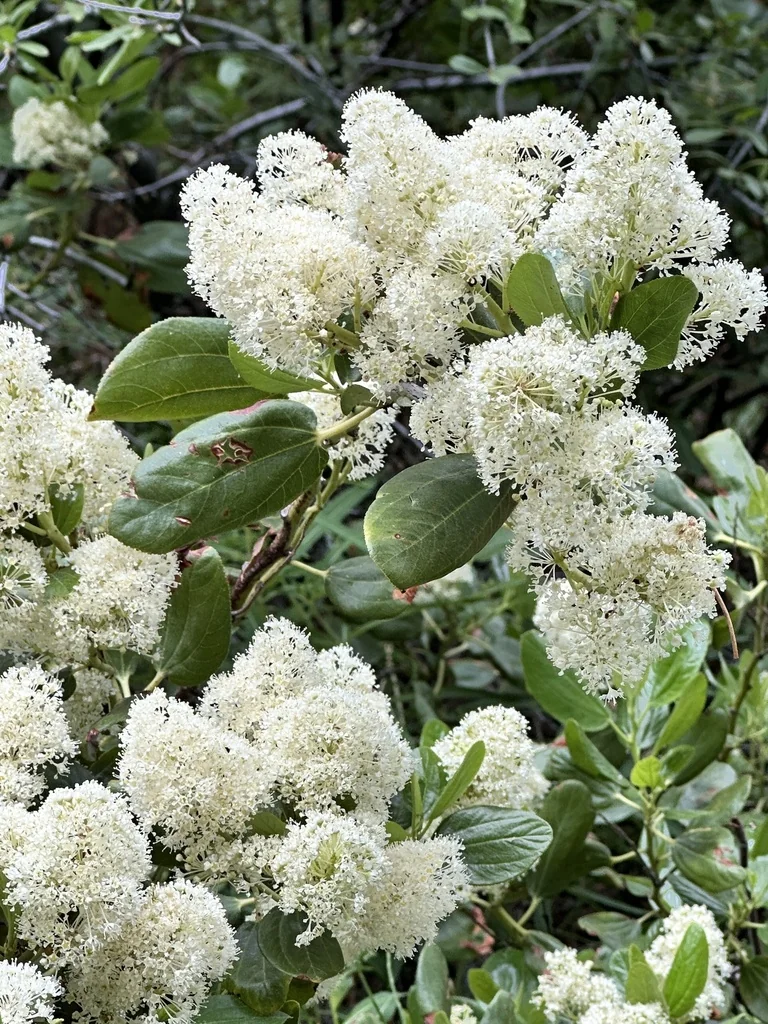 Ceanothus Velutinus