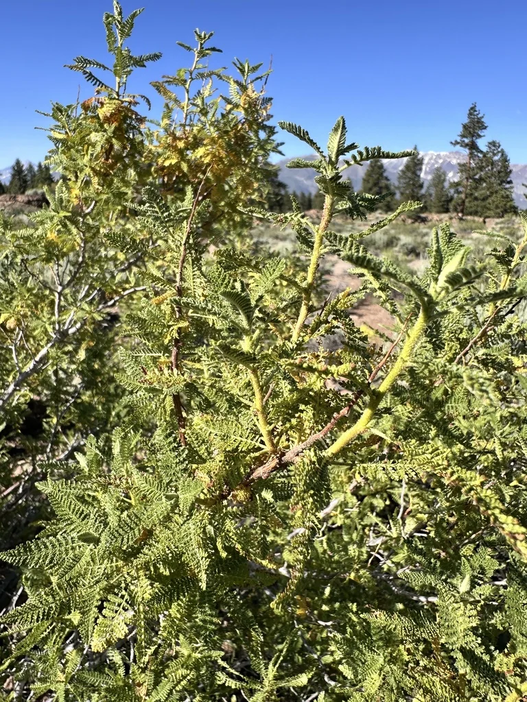 Chamaebatiaria Millefolium