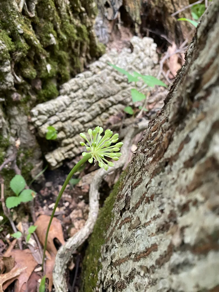 Allium Tricoccum