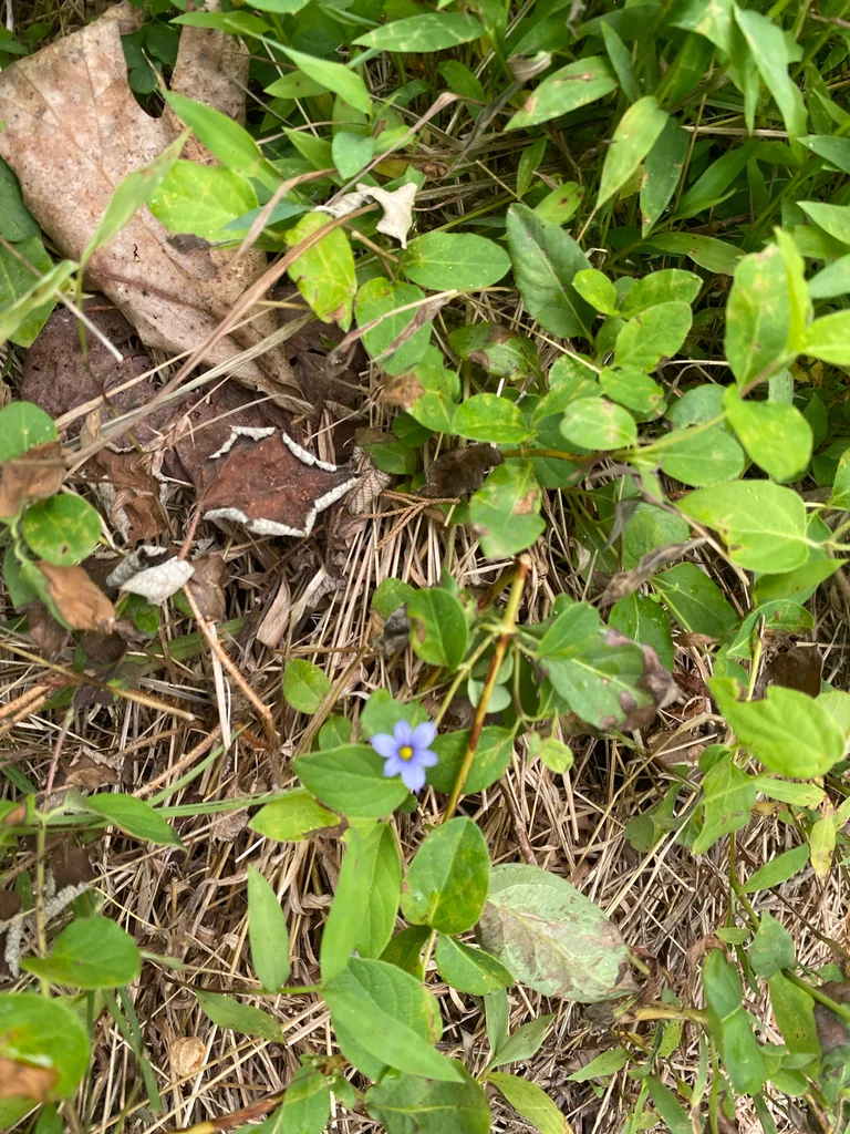 Sisyrinchium Angustifolium